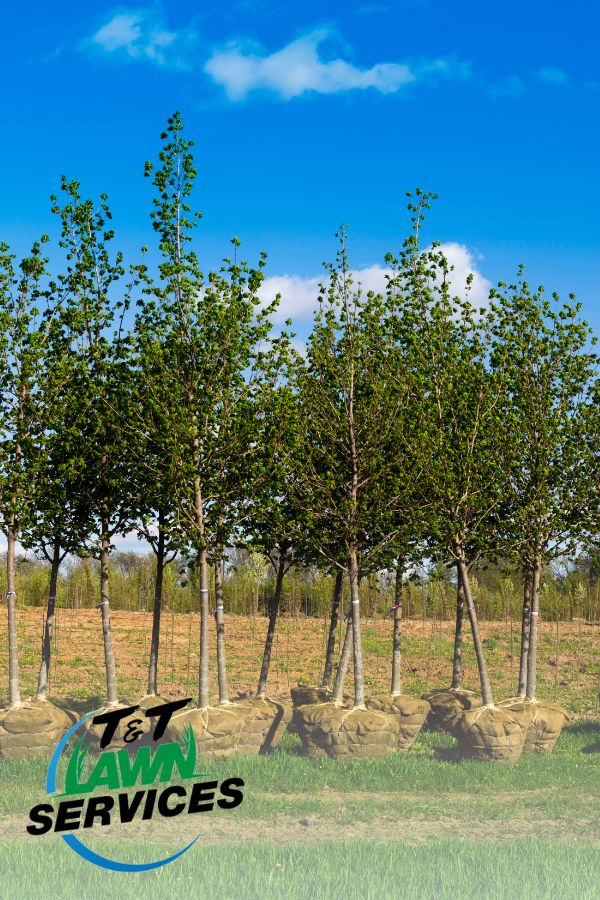 Tree Installation Idaho Falls