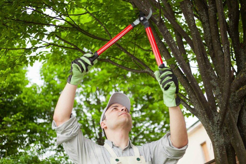 Tree and Shrub trimming pruning and removal